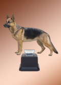 Schäferhund Plexi-Glas ab 10.98€